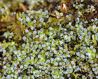 Dotted Thyme-moss - Rhizomnium punctatum Habitat: Wetland<br />
https://www.jungledragon.com/image/96446/dotted_thyme-moss_-_rhizomnium_punctatum.html Dotted thyme-moss,Geotagged,Rhizomnium,Rhizomnium punctatum,Spring,United States,moss