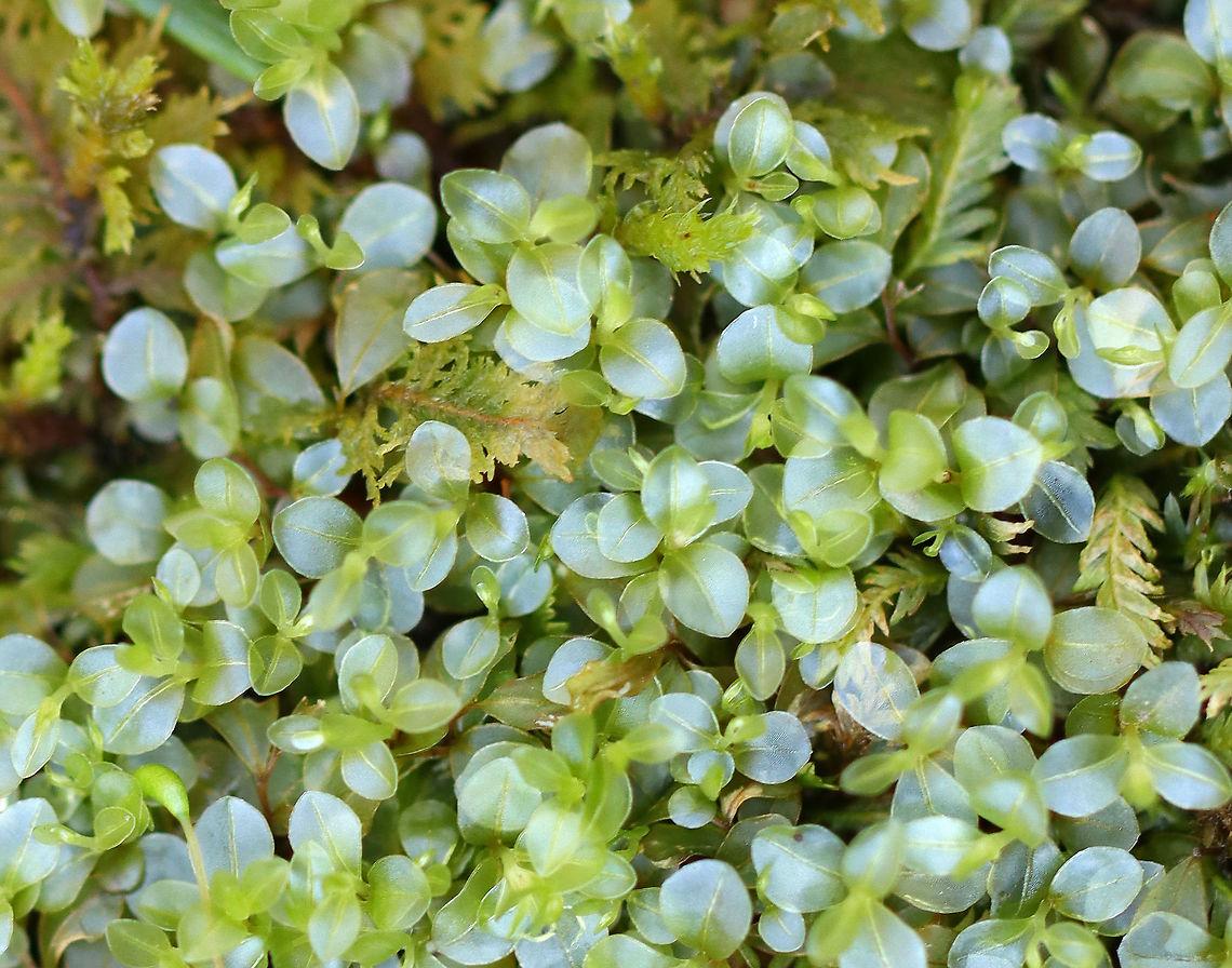Dotted Thyme-moss - Rhizomnium punctatum Habitat: Wetland<br />
<figure class="photo"><a href="https://www.jungledragon.com/image/96445/dotted_thyme-moss_-_rhizomnium_punctatum.html" title="Dotted Thyme-moss - Rhizomnium punctatum"><img src="https://s3.amazonaws.com/media.jungledragon.com/images/3232/96445_thumb.jpg?AWSAccessKeyId=05GMT0V3GWVNE7GGM1R2&Expires=1759968010&Signature=Q75paOdKCWN%2BSIp6QjNzb%2FTuSck%3D" width="200" height="162" alt="Dotted Thyme-moss - Rhizomnium punctatum Habitat: Wetland<br />
https://www.jungledragon.com/image/96446/dotted_thyme-moss_-_rhizomnium_punctatum.html Dotted thyme-moss,Geotagged,Rhizomnium,Rhizomnium punctatum,Spring,United States,moss" /></a></figure> Dotted thyme-moss,Geotagged,Rhizomnium punctatum,United States,moss,spring