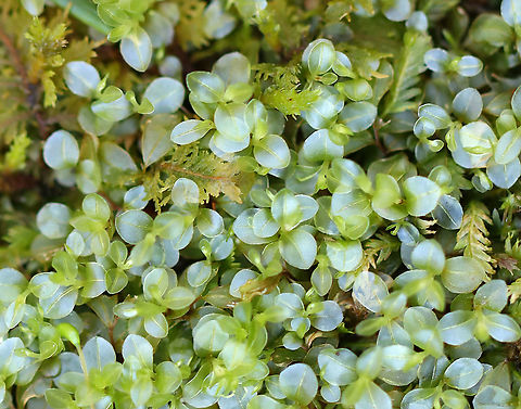 Dotted Thyme-moss - Rhizomnium punctatum Habitat: Wetland
https://www.jungledragon.com/image/96445/dotted_thyme-moss_-_rhizomnium_punctatum.html Dotted thyme-moss,Geotagged,Rhizomnium punctatum,United States,moss,spring