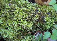 Rough-stalked Feather-Moss - Brachythecium rutabulum **This moss was used traditionally to dress wounds. It absorbs liquid quickly and may have antimicrobial properties.<br />
<br />
Habitat: Bog<br />
https://www.jungledragon.com/image/96537/brachythecium_rutabulum.html Brachythecium,Brachythecium rutabulum,Geotagged,Rough-stalked Feather-Moss,United States,Winter,moss
