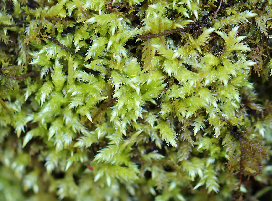Brachythecium rutabulum **This moss was used traditionally to dress wounds. It absorbs liquid quickly and may have antimicrobial properties.<br />
<br />
Habitat: Bog<br />
<figure class="photo"><a href="https://www.jungledragon.com/image/96534/rough-stalked_feather-moss_-_brachythecium_rutabulum.html" title="Rough-stalked Feather-Moss - Brachythecium rutabulum"><img src="https://s3.amazonaws.com/media.jungledragon.com/images/3232/96534_thumb.jpg?AWSAccessKeyId=05GMT0V3GWVNE7GGM1R2&Expires=1767225610&Signature=n40doOt2fUITuw6LkLxLCUAD8BI%3D" width="200" height="144" alt="Rough-stalked Feather-Moss - Brachythecium rutabulum **This moss was used traditionally to dress wounds. It absorbs liquid quickly and may have antimicrobial properties.<br />
<br />
Habitat: Bog<br />
https://www.jungledragon.com/image/96537/brachythecium_rutabulum.html Brachythecium,Brachythecium rutabulum,Geotagged,Rough-stalked Feather-Moss,United States,Winter,moss" /></a></figure> Brachythecium rutabulum,Geotagged,Spring,United States,moss