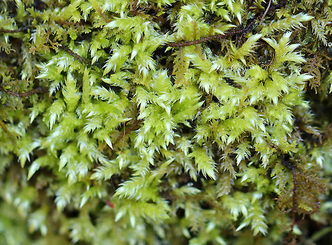 Brachythecium rutabulum **This moss was used traditionally to dress wounds. It absorbs liquid quickly and may have antimicrobial properties.

Habitat: Bog
https://www.jungledragon.com/image/96534/brachythecium_rutabulum.html Brachythecium rutabulum,Geotagged,Spring,United States,moss