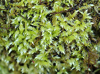 Brachythecium rutabulum **This moss was used traditionally to dress wounds. It absorbs liquid quickly and may have antimicrobial properties.<br />
<br />
Habitat: Bog<br />
https://www.jungledragon.com/image/96534/brachythecium_rutabulum.html Brachythecium rutabulum,Geotagged,Spring,United States,moss