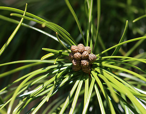 Japanese Umbrella-pine - Sciadopitys verticillata I'm assuming these are baby cones...

This species is the only member of the family Sciadopityaceae and the genus Sciadopitys. It's a living fossil with no close relatives. Geotagged,Japanese umbrella-pine,Sciadopitys,Sciadopitys verticillata,Spring,United States,pine