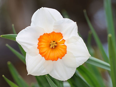Narcissus tazetta Habitat: Growing in cultivation Geotagged,Narcissus,Narcissus tazetta,Spring,United States