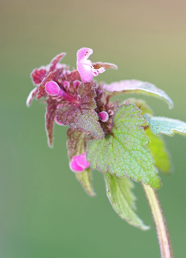 Purple Deadnettle - Lamium purpureum A central stem with densely crowded leaves. Leaves near the apex are purple/reddish in color. Sessile whorls of flowers occur above the leaf axils.<br />
<br />
Habitat: Forest edge Geotagged,Lamium purpureum,Red Deadnettle,Spring,United States