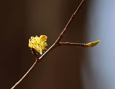 Common Spicebush - Lindera benzoin The leaves of spicebush are very aromatic and have a citrus smell. The leaves, buds, and young twigs can be made into tea. The fruit will turn red when ripe.

Habitat: Mixed forest Common spicebush,Geotagged,Lindera benzoin,Spring,United States