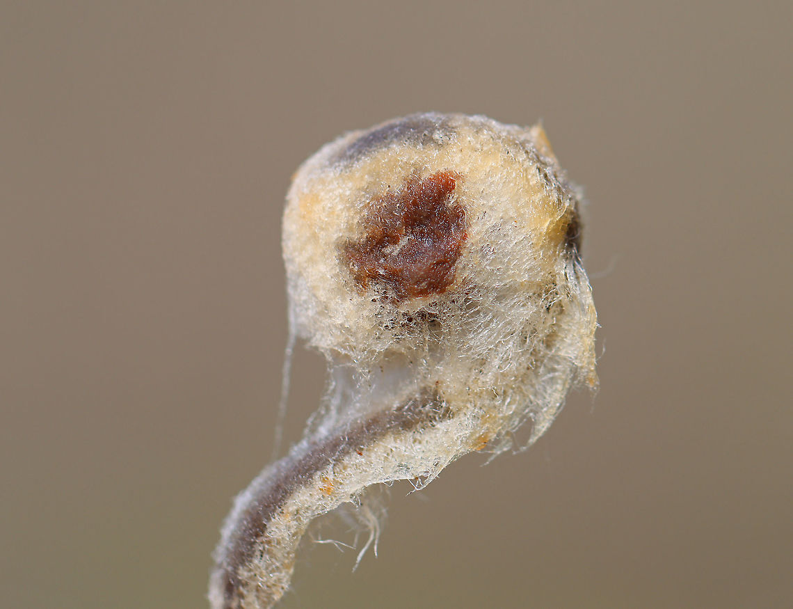 Cinnamon Fern - Osmundastrum cinnamomeum The fiddleheads are covered in hairs, which turn brown as the fern unfurls.<br />
<br />
Habitat: Swampy mixed forest Cinnamon Fern,Geotagged,Osmundastrum,Osmundastrum cinnamomeum,Spring,United States,fern,fiddlehead
