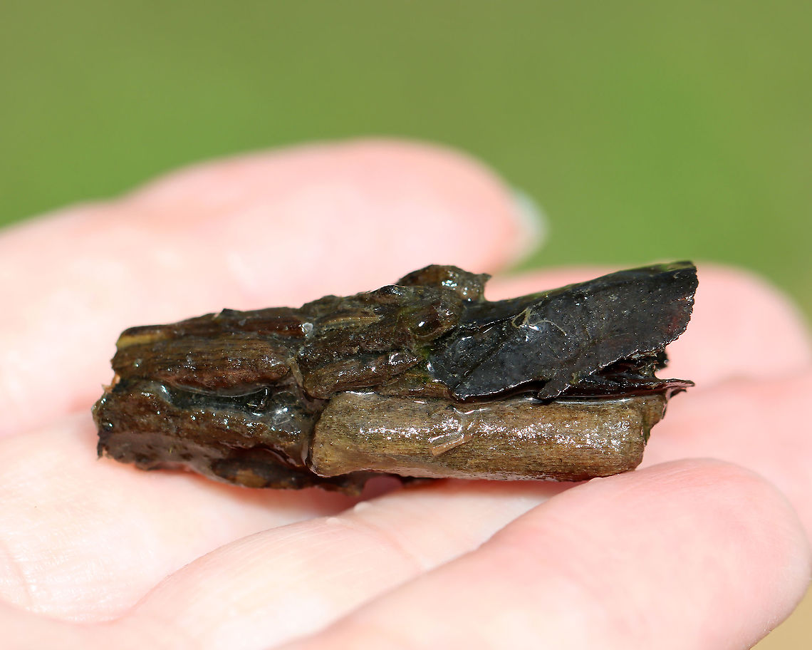 Caddisfly Case (Order Trichoptera) This case was really cool because the end was &quot;sealed&quot; with mesh. When a larval caddisfly gets ready to pupate, it covers the end of its case with mesh to protect it from predation while in its helpless, pupal stage.<br />
<br />
Habitat: Pond<br />
<figure class="photo"><a href="https://www.jungledragon.com/image/96620/caddisfly_case_order_trichoptera.html" title="Caddisfly Case (Order Trichoptera)"><img src="https://s3.amazonaws.com/media.jungledragon.com/images/3232/96620_thumb.jpg?AWSAccessKeyId=05GMT0V3GWVNE7GGM1R2&Expires=1767225610&Signature=hZIoZn5Kd47lJYlPDDJwAjD99fw%3D" width="200" height="162" alt="Caddisfly Case (Order Trichoptera) This case was really cool because the end was &quot;sealed&quot; with mesh. When a larval caddisfly gets ready to pupate, it covers the end of its case with mesh to protect it from predation while in its helpless, pupal stage.<br />
<br />
Habitat: Pond<br />
https://www.jungledragon.com/image/96619/caddisfly_case_order_trichoptera.html Geotagged,Spring,United States" /></a></figure> Geotagged,Spring,Trichoptera,United States,caddisfly,caddisfly case,case,pupa
