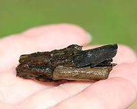 Caddisfly Case (Order Trichoptera) This case was really cool because the end was "sealed" with mesh. When a larval caddisfly gets ready to pupate, it covers the end of its case with mesh to protect it from predation while in its helpless, pupal stage.<br />
<br />
Habitat: Pond<br />
https://www.jungledragon.com/image/96620/caddisfly_case_order_trichoptera.html Geotagged,Spring,Trichoptera,United States,caddisfly,caddisfly case,case,pupa