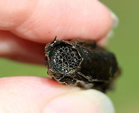 Caddisfly Case (Order Trichoptera) This case was really cool because the end was "sealed" with mesh. When a larval caddisfly gets ready to pupate, it covers the end of its case with mesh to protect it from predation while in its helpless, pupal stage.<br />
<br />
Habitat: Pond<br />
https://www.jungledragon.com/image/96619/caddisfly_case_order_trichoptera.html Geotagged,Spring,United States