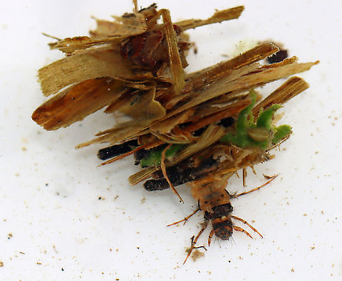 Caddisfly Larva (Order Trichoptera) - Family Limnephilidae, Limnephilus sp. This larva had a really large, bulky case! 

Habitat: pond  Family Limnephilidae,Geotagged,Limnephilidae,Limnephilus,Spring,Trichoptera,United States,caddisfly,caddisfly case,caddisfly larva,case,larva