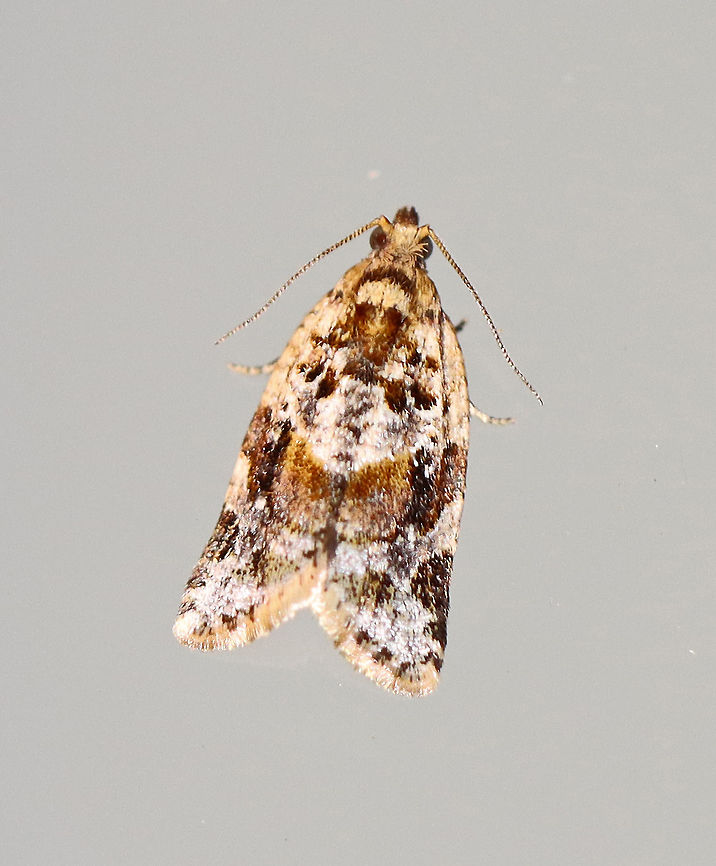 Red-banded Leafroller Moth - Argyrotaenia velutinana Total length: ~10 mm. Whitish forewing is mottled gray and reddish brown in basal and subterminal areas.<br />
<br />
Habitat: Attracted to a 395 nm light in a rural area.<br />
<br />
2020(d) Argyrotaenia velutinana,Geotagged,Red-banded leafroller moth,Spring,United States,moth