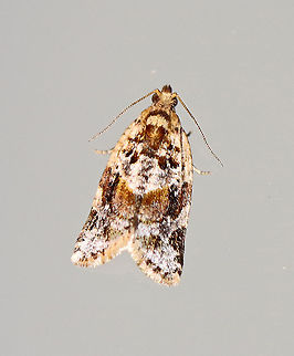 Red-banded Leafroller Moth - Argyrotaenia velutinana Total length: ~10 mm. Whitish forewing is mottled gray and reddish brown in basal and subterminal areas.

Habitat: Attracted to a 395 nm light in a rural area.

2020(d) Argyrotaenia velutinana,Geotagged,Red-banded leafroller moth,Spring,United States,moth