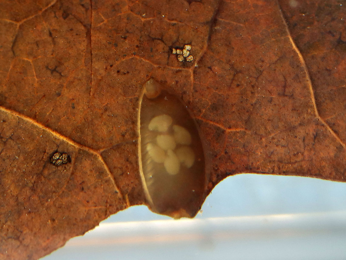 Freshwater Leech Egg Case - Phylum Annelida, Class Clitellata, Subclass Hirudinea Habitat: Found in the muck at the edge of a pond Geotagged,Spring,United States,egg case,eggs,leech,leech egg case