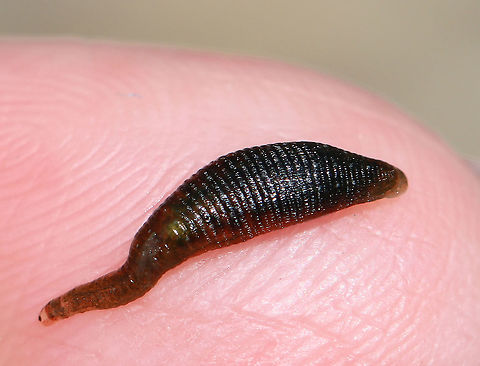 Freshwater Leech - Phylum Annelida, Class Clitellata, Subclass Hirudinea, Helobdella stagnalis This leech was so tiny...it's on my fingertip in this photo.

Habitat: Pond Geotagged,Helobdella stagnalis,Spring,United States,leech