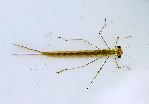 Damselfly Nymph - Coenagrionidae Brownish yellow, long body, and slender antennae.

Habitat: Pond Coenagrionidae,Geotagged,Spring,United States,Zygoptera,damselfly,damselfly nymph,nymph