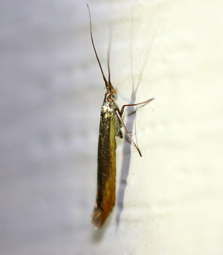 Large Clover Casebearer - Coleophora trifolii TL: ~7-8 mm. This moth looked like a fleck of gold! Host: Sweet clover. Status: Common<br />
<br />
Habitat: Attracted to a 365 nm light in a semi-rural area<br />
<br />
2020(63) Coleophora,Coleophora trifolii,Geotagged,Large Clover Casebearer,Summer,Trefoil thick-horned tinea,United States,moth
