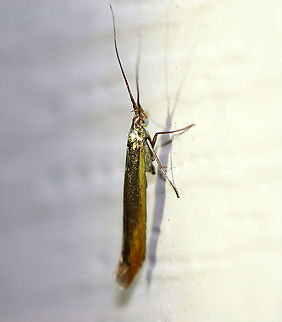 Large Clover Casebearer - Coleophora trifolii TL: ~7-8 mm. This moth looked like a fleck of gold! Host: Sweet clover. Status: Common

Habitat: Attracted to a 365 nm light in a semi-rural area

2020(63) Coleophora,Coleophora trifolii,Geotagged,Large Clover Casebearer,Summer,Trefoil thick-horned tinea,United States,moth