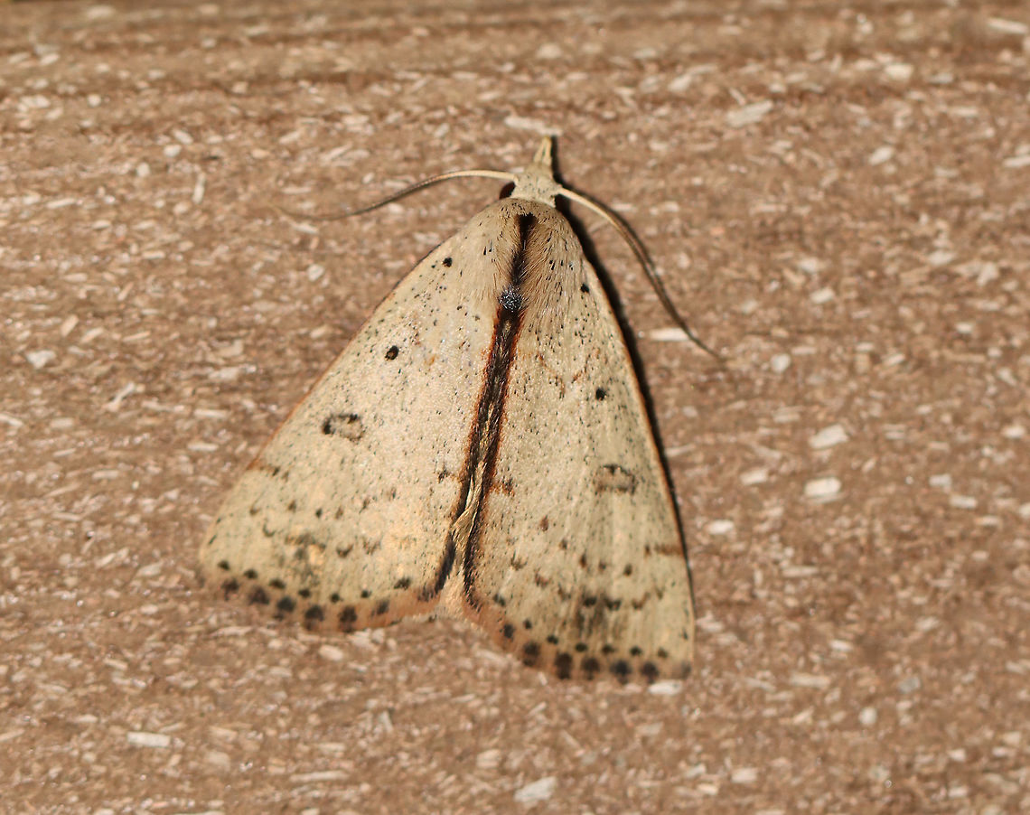 Deadwood Borer Moth - Scolecocampa liburna TL: ~20 mm. Pale brown FW with AM and PM lines reduced to rows of brown dots. Hollow reniform spot that is outlined brown. Hosts: Possibly fungus in decaying logs and stumps. Status: Uncommon<br />
<br />
Habitat: Attracted to a 395 nm LED light in a semi-rural area<br />
<br />
2020(64) Deadwood Borer Moth,Geotagged,Scolecocampa,Scolecocampa liburna,Summer,United States,moth