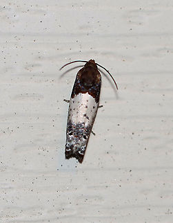 Scudder's Epiblema - Epiblema scudderiana WS: ~20 mm. It rests with its wings rolled around its body in the shape of a cylinder. Host: Goldenrod. Status: Common

The larvae of this species have been studied for their cold-hardiness. When the temperature drops below 5 degrees C, the larvae produce glycerol to protect themselves from freezing.

Habitat: Attracted to a 395 nm light in a seni-rural area

2020(65) Epiblema,Epiblema scudderiana,Geotagged,Goldenrod Gall Moth,Scudder's Epiblema,Summer,United States,moth