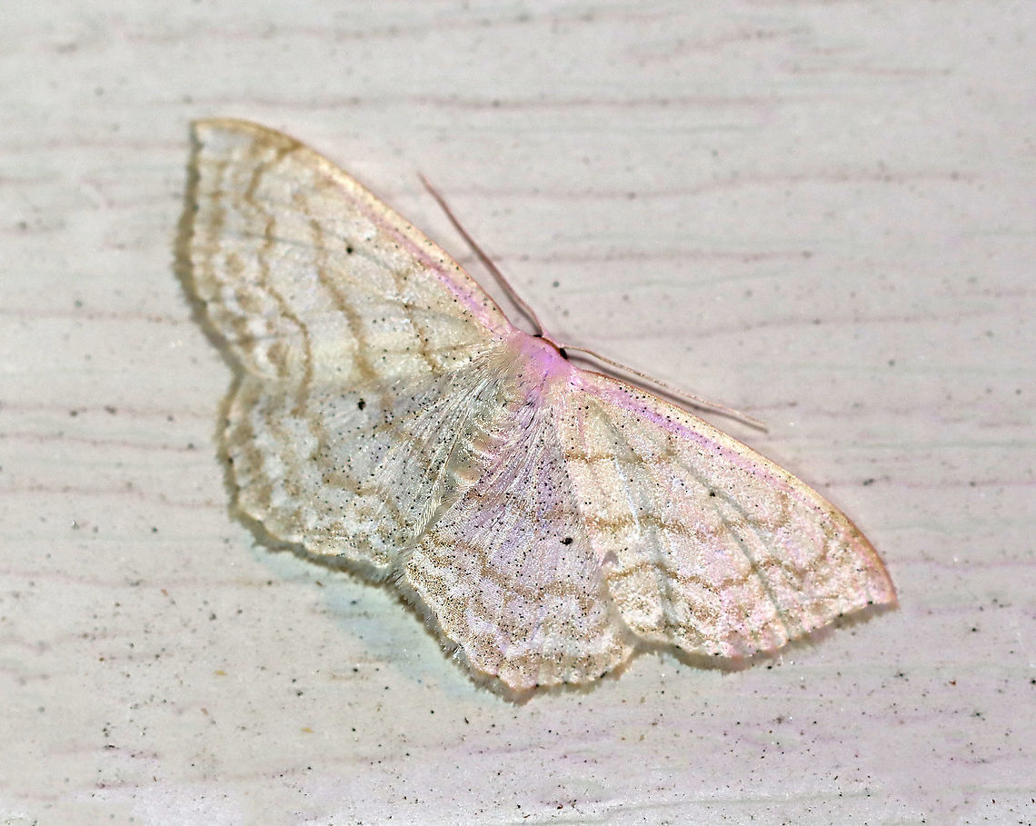 Large Lace Border - Scopula limboundata The wingspan is 25&ndash;30 mm. They have a broad, diffuse band of submarginal spots and well-defined black discal spots. Adults are on wing from late May to late August or early September.<br />
<br />
Habitat: Attracted to a 395 nm light in a seni-rural area<br />
<br />
2020(66) Geotagged,Large Lace-border,Scopula,Scopula limboundata,Summer,United States,moth