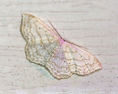 Large Lace Border - Scopula limboundata The wingspan is 25&ndash;30 mm. They have a broad, diffuse band of submarginal spots and well-defined black discal spots. Adults are on wing from late May to late August or early September.

Habitat: Attracted to a 395 nm light in a seni-rural area

2020(66) Geotagged,Large Lace-border,Scopula,Scopula limboundata,Summer,United States,moth