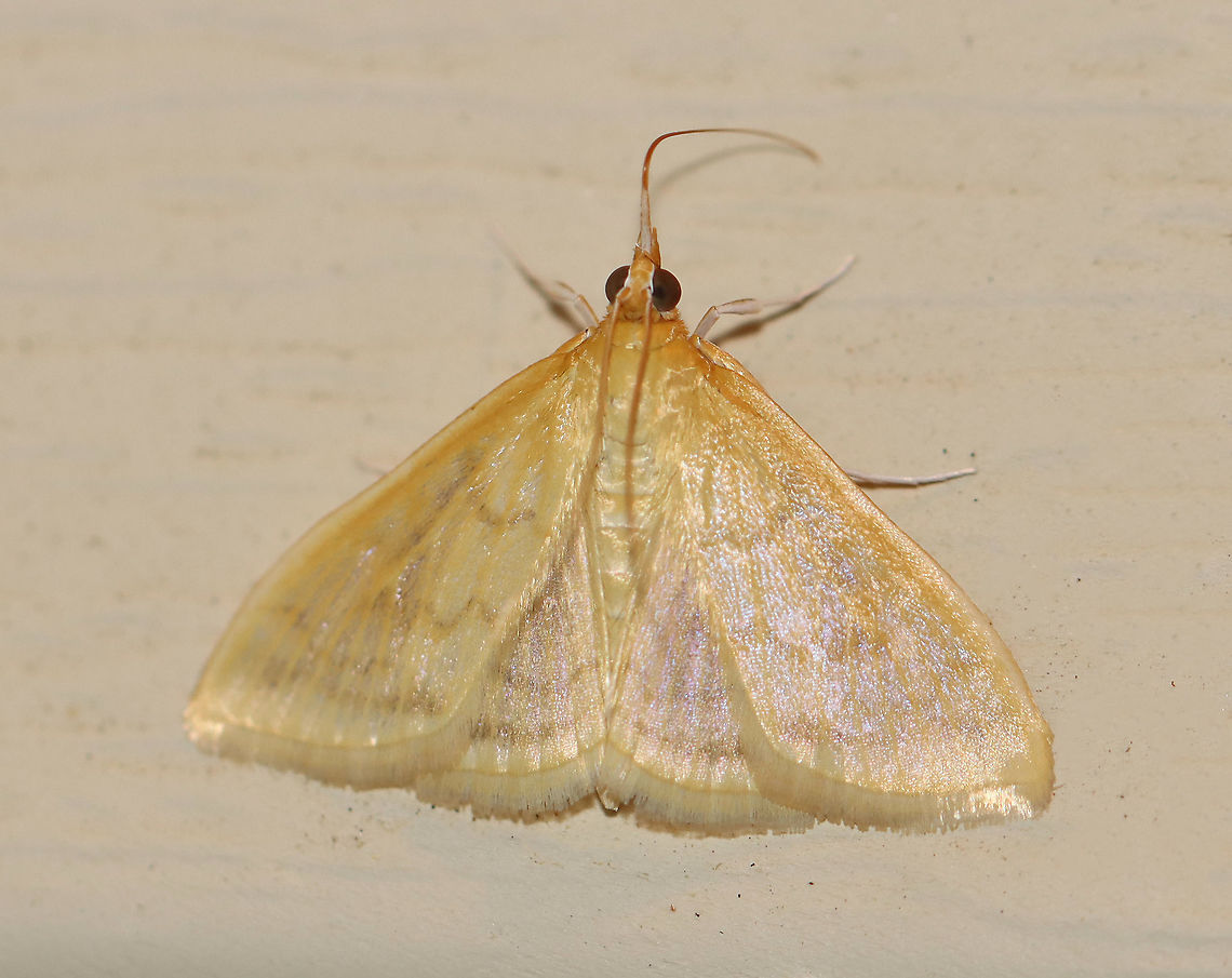 Pale-winged Crocidophora - Crocidophora tuberculalis Total length: ~10 mm. Shiny, pale, yellow/tan forewing with indistinct brown lines.<br />
<br />
Attracted to a light in a rural area.<br />
<br />
2020(67) Crocidophora,Crocidophora tuberculalis,Geotagged,Pale-winged crocidiphora moth,Summer,United States,moth