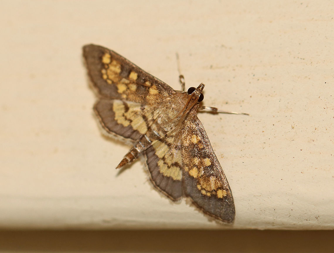 Dark Diacme - Diacme adipaloides WS: ~15 mm. FW is grayish brown with irregular pale orange bands. HW is paler yellow with a wide brown border.<br />
<br />
Habitat: Attracted to a 395 nm LED light in a rural area<br />
<br />
2020(68) Darker diacme moth,Diacme,Diacme adipaloides,Geotagged,Summer,United States,moth