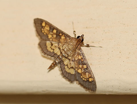 Dark Diacme - Diacme adipaloides WS: ~15 mm. FW is grayish brown with irregular pale orange bands. HW is paler yellow with a wide brown border.

Habitat: Attracted to a 395 nm LED light in a rural area

2020(68) Darker diacme moth,Diacme,Diacme adipaloides,Geotagged,Summer,United States,moth