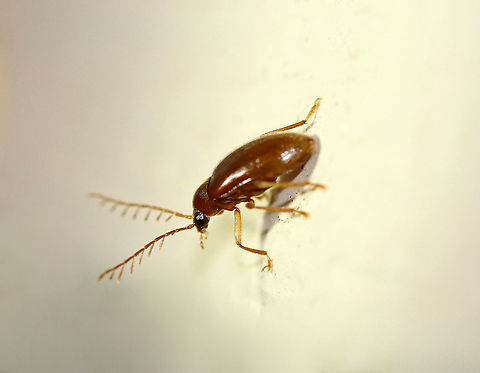 Toe-winged Beetle (Male) - Ptilodactyla sp. This guy had fantastic pectinate antennae!  It was about 4-5 mm long and had golden pubescence on the end of its elytra.

Habitat: Attracted to a light in a semi-rural area Geotagged,Ptilodactyla,Summer,United States,beetle,toe-winged beetle