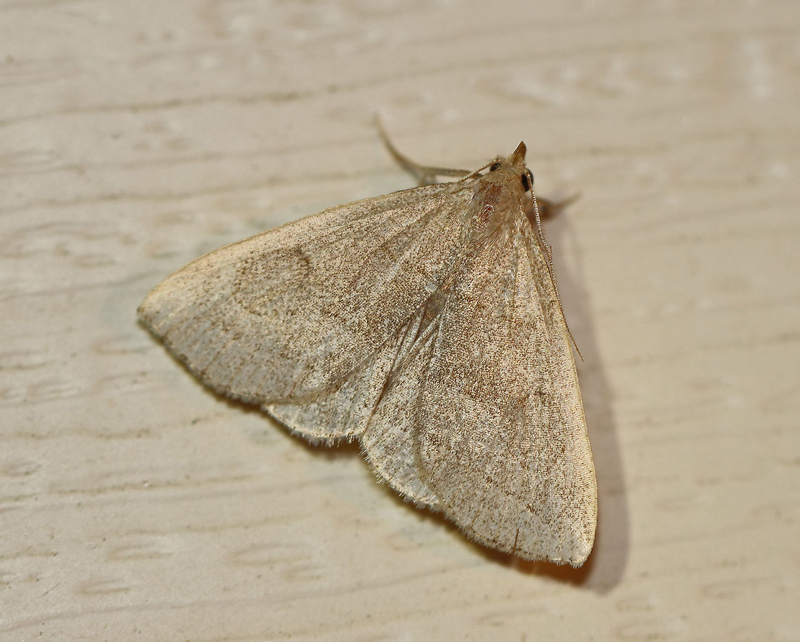 Grayish Zanclognatha - Zanclognatha pedipilalis TL: ~15 mm. Tannish gray wings with faded ST and PM lines. Hosts: Dead, deciduous leaves. Status: Common.<br />
<br />
Habitat: Attracted to a 395 nm LED light in a rural area<br />
<br />
2020(69) Geotagged,Grayish Zanclognatha,Summer,United States,Zanclognatha pedipilalis,moth