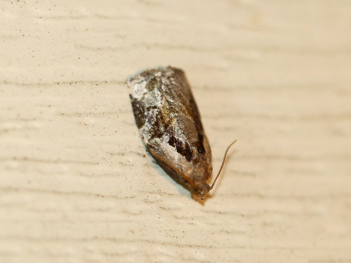 Black Shield Leafroller - Archips grisea TL: ~10 mm. FW brownish gray, with dark-brown markings. Hosts: Hickory, coneflower, oak, hawthorn, apple, pear, and chokecherry.<br />
<br />
Habitat: Attracted to a 395 nm LED light in a rural area<br />
<br />
2020(70) Archips,Archips grisea,Black Shield Leafroller,Geotagged,Summer,United States,leafroller,moth
