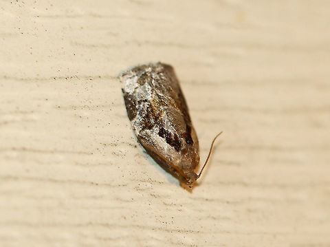 Black Shield Leafroller - Archips grisea TL: ~10 mm. FW brownish gray, with dark-brown markings. Hosts: Hickory, coneflower, oak, hawthorn, apple, pear, and chokecherry.

Habitat: Attracted to a 395 nm LED light in a rural area

2020(70) Archips,Archips grisea,Black Shield Leafroller,Geotagged,Summer,United States,leafroller,moth
