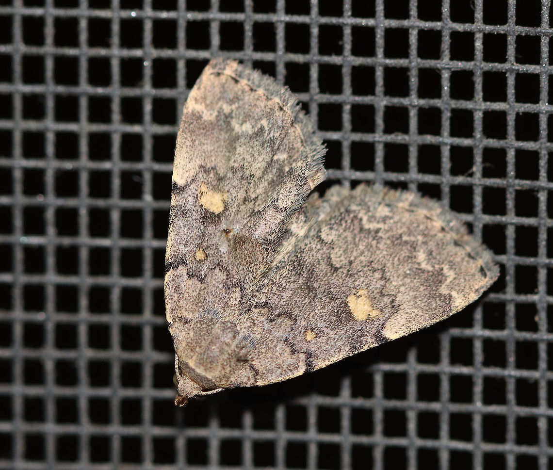 Common Idia - Idia aemula TL: ~12 mm. FW is grayish brown and peppered with darker scales. Lines are heaviest near costa. Orbicular and reniform spots are yellow. Pale yellow ST line. Hosts: Dead leaves and coniferous foliage. Status: common.<br />
<br />
Habitat: Attracted to a 395 nm LED light in a rural area<br />
<br />
2020(71) Common Idia. wavy tabby,Geotagged,Idia,Idia aemula,Summer,United States,moth,powdered snout