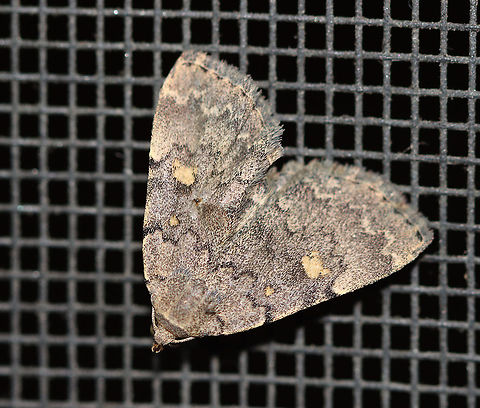 Common Idia - Idia aemula TL: ~12 mm. FW is grayish brown and peppered with darker scales. Lines are heaviest near costa. Orbicular and reniform spots are yellow. Pale yellow ST line. Hosts: Dead leaves and coniferous foliage. Status: common.

Habitat: Attracted to a 395 nm LED light in a rural area

2020(71) Common Idia. wavy tabby,Geotagged,Idia,Idia aemula,Summer,United States,moth,powdered snout