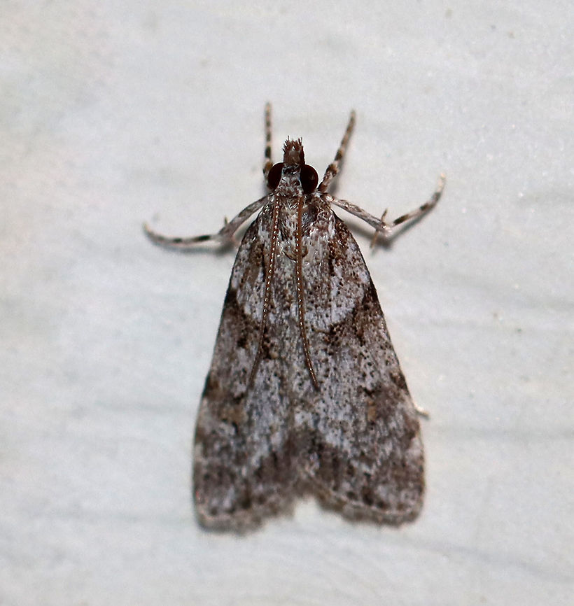 Double-striped Scoparia Moth - Scoparia biplagialis TL: 8mm. Peppery gray FW with two white-edged bands crossing the median area. Hosts: Roots and mosses<br />
<br />
Habitat: Attracted to a 395 nm LED light in a rural area<br />
<br />
2020(72)<br />
 Double-striped Scoparia Moth,Geotagged,Scoparia biplagialis,Summer,United States,moth