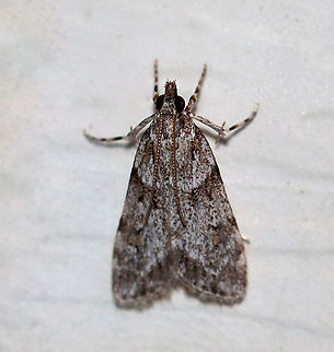 Double-striped Scoparia Moth - Scoparia biplagialis TL: 8mm. Peppery gray FW with two white-edged bands crossing the median area. Hosts: Roots and mosses

Habitat: Attracted to a 395 nm LED light in a rural area

2020(72)
 Double-striped Scoparia Moth,Geotagged,Scoparia biplagialis,Summer,United States,moth
