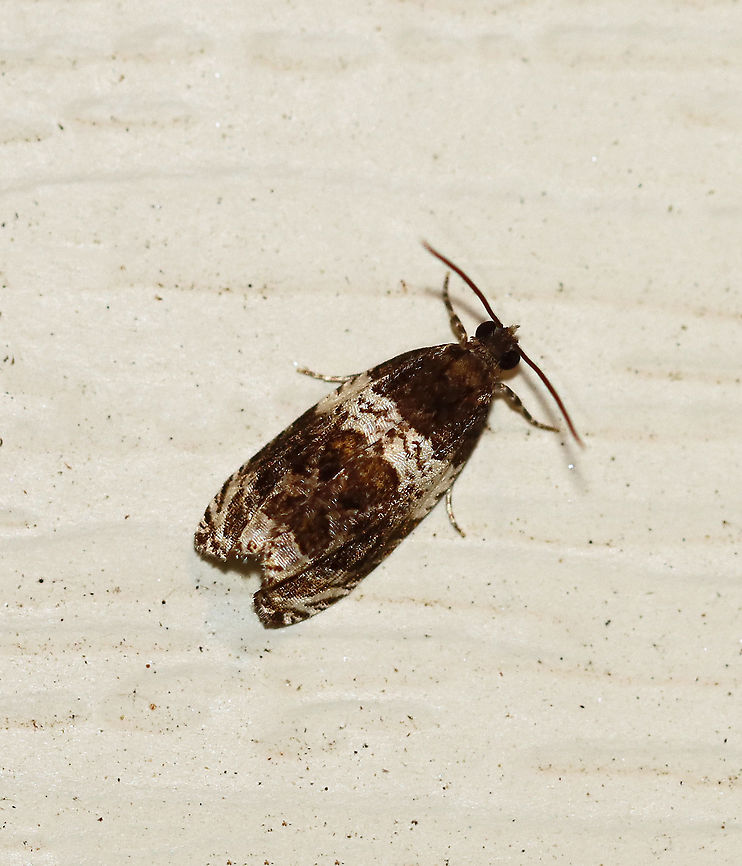 Banded Olethreutes - Olethreutes fasciatana TL: 8 mm. Dark brown FW with lighter highlights along silvery lines. AM line is broadly edged white. Hosts: Poplar and willow. Status: Common.<br />
<br />
Habitat: Attracted to a 395 nm LED light in a semi-rural area<br />
<br />
2020(73) Banded Olethreutes,Geotagged,Olethreutes,Olethreutes fasciatana,Summer,United States,moth