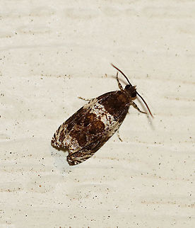 Banded Olethreutes - Olethreutes fasciatana TL: 8 mm. Dark brown FW with lighter highlights along silvery lines. AM line is broadly edged white. Hosts: Poplar and willow. Status: Common.

Habitat: Attracted to a 395 nm LED light in a semi-rural area

2020(73) Banded Olethreutes,Geotagged,Olethreutes,Olethreutes fasciatana,Summer,United States,moth