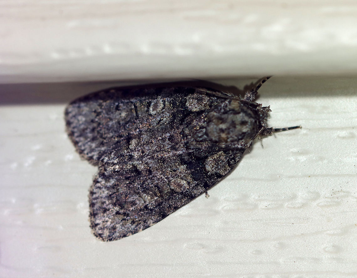 Small Oak Dagger - Acronicta increta TL: ~15 mm. Gray; brownish orbicular and reniform spots.  Hosts: Mostly oak and chestnut. status: Common.<br />
<br />
Habitat: Attracted to a 395 nm LED light in a semi-rural area<br />
<br />
2020(74) Acronicta increta,Geotagged,Raspberry bud dagger moth,Summer,United States,moth,small oak dagger
