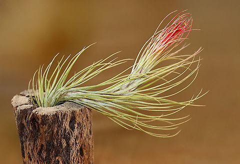 Tillandsia funckiana This winding plant has needle-like leaves and a strong, woody base. When in bloom, it produces a reddish flower at the top. Native to Venezuela.

Habitat: Indoor houseplant Geotagged,Summer,Tillandsia,Tillandsia funckiana,United States,air plant,funckiana,houseplant