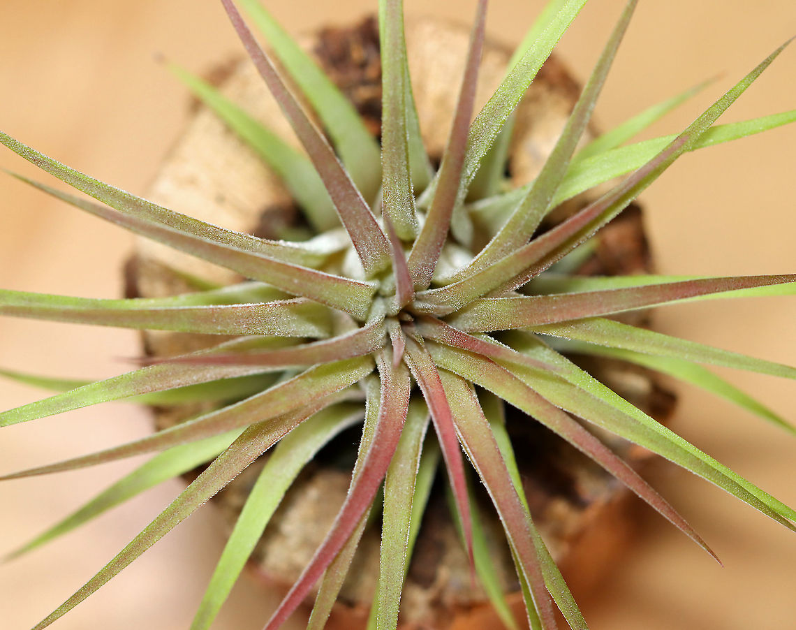 Blushing Bride Airplant - Tillandsia ionantha Leaves have a reddish blush. It has a gorgeous, purple flower spike when in bloom. Native to Central America and Mexico.<br />
<br />
Habitat: Indoor houseplant Blushing Bride Airplant,Geotagged,Summer,Tillandsia,Tillandsia ionantha,United States,air plant,houseplant,ionantha,sky plant