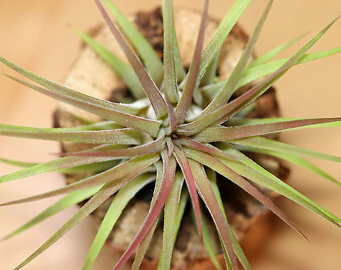Blushing Bride Airplant - Tillandsia ionantha Leaves have a reddish blush. It has a gorgeous, purple flower spike when in bloom. Native to Central America and Mexico.
Habitat: Indoor houseplant Blushing Bride Airplant,Geotagged,Summer,Tillandsia,Tillandsia ionantha,United States,air plant,houseplant,ionantha,sky plant