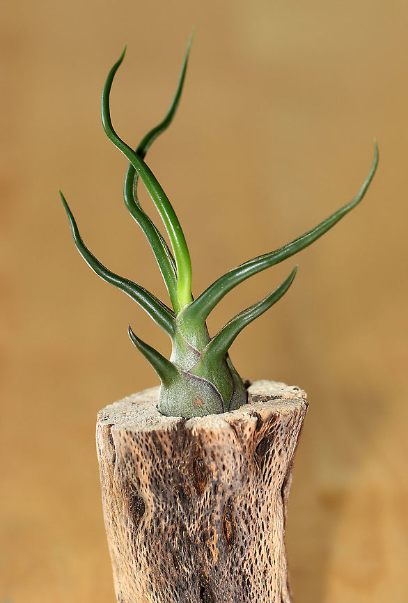 Bulbous Airplant - Tillandsia bulbosa Waxy, green, curling leaves with a bulbous base. Produces reddish blooms. Native to Central and South America.<br />
<br />
Habitat: Indoor houseplant Bulbous Airplant,Geotagged,Summer,Tillandsia,Tillandsia bulbosa,United States,air plant,airplant,houseplant