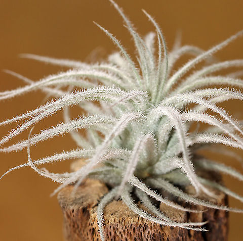 Tillandsia tectorum