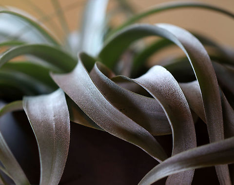 Tillandsia xerographica Soft, silvery green leaves that form a tight rosette of curls with new growth sprouting from the center. Native to Central America and Mexico.

Habitat: Indoor plant
https://www.jungledragon.com/image/96776/tillandsia_xerographica.html Bromeliad,Geotagged,Summer,Tillandsia,Tillandsia xerographica,United States,air plant,airplant,houseplant