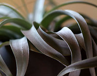Tillandsia xerographica Soft, silvery green leaves that form a tight rosette of curls with new growth sprouting from the center. Native to Central America and Mexico.<br />
<br />
Habitat: Indoor plant<br />
https://www.jungledragon.com/image/96776/tillandsia_xerographica.html Bromeliad,Geotagged,Summer,Tillandsia,Tillandsia xerographica,United States,air plant,airplant,houseplant