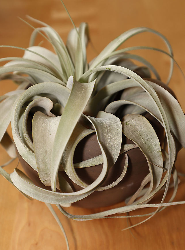 Tillandsia xerographica Soft, silvery green leaves that form a tight rosette of curls with new growth sprouting from the center. Native to Central America and Mexico.<br />
<br />
Habitat: Indoor plant<br />
<figure class="photo"><a href="https://www.jungledragon.com/image/96775/tillandsia_xerographica.html" title="Tillandsia xerographica"><img src="https://s3.amazonaws.com/media.jungledragon.com/images/3232/96775_thumb.jpg?AWSAccessKeyId=05GMT0V3GWVNE7GGM1R2&Expires=1759968010&Signature=VIBvV3mHJEVpJjT2CEPExOGQU%2BM%3D" width="200" height="158" alt="Tillandsia xerographica Soft, silvery green leaves that form a tight rosette of curls with new growth sprouting from the center. Native to Central America and Mexico.<br />
<br />
Habitat: Indoor plant<br />
https://www.jungledragon.com/image/96776/tillandsia_xerographica.html Bromeliad,Geotagged,Summer,Tillandsia,Tillandsia xerographica,United States,air plant,airplant,houseplant" /></a></figure> Geotagged,Summer,Tillandsia,Tillandsia xerographica,United States