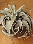 Tillandsia xerographica Soft, silvery green leaves that form a tight rosette of curls with new growth sprouting from the center. Native to Central America and Mexico.<br />
<br />
Habitat: Indoor plant<br />
https://www.jungledragon.com/image/96775/tillandsia_xerographica.html Geotagged,Summer,Tillandsia,Tillandsia xerographica,United States